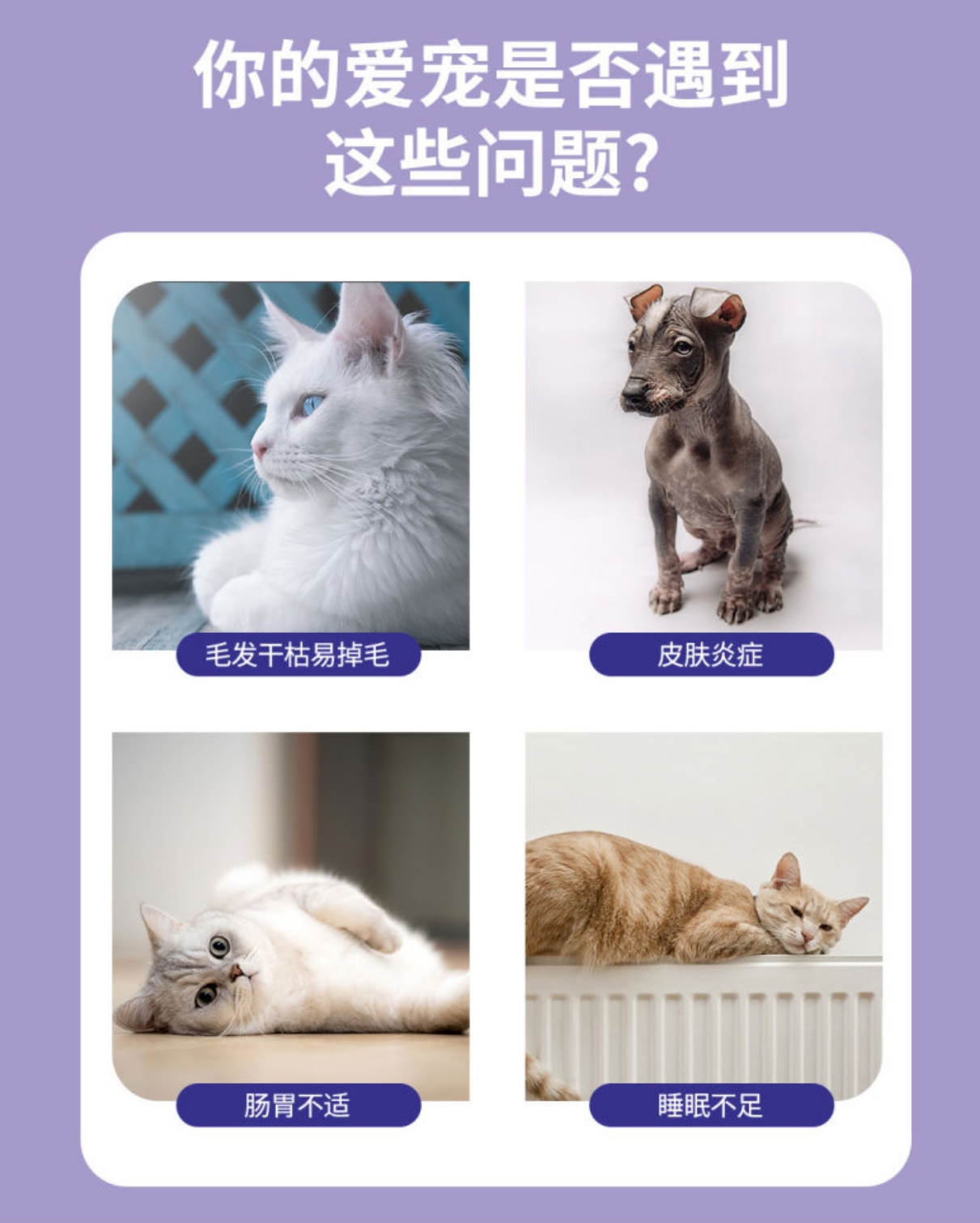 宠物灵芝保健品宠物保健品狗狗用